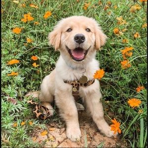 Meet your Posher, Ana